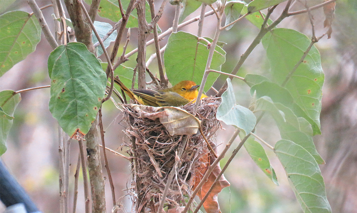  A female Galápagos yellow warbler falls asleep on her nest during a playback of cowbird calls, which usually provoke aggressive responses in mainland warblers.