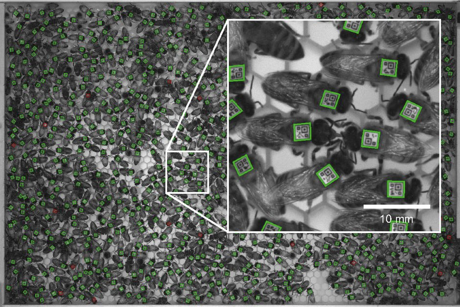 Typical image obtained from this system, showing barcoded bees inside the observation hive. Outlines reflect whether a barcode could be decoded successfully (green), could not be decoded (red), or was not detected (no outline). The hive entrance is in the lower-right corner. (Inset) Close-up of two bees that were automatically detected performing trophallaxis.
