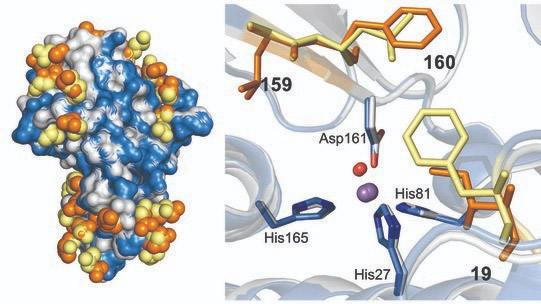 An investigation of two closely related proteins from a pathogenic bacterium has illustrated for the first time how evolution can shape the use of essential metals by enzymes