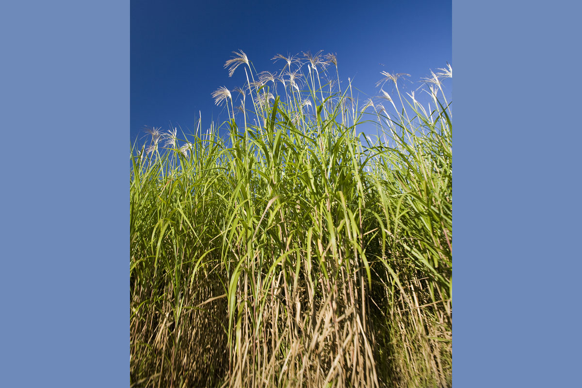 Miscanthus species are bioenergy crops because they require lower nutrient concentrations to achieve more growth.
