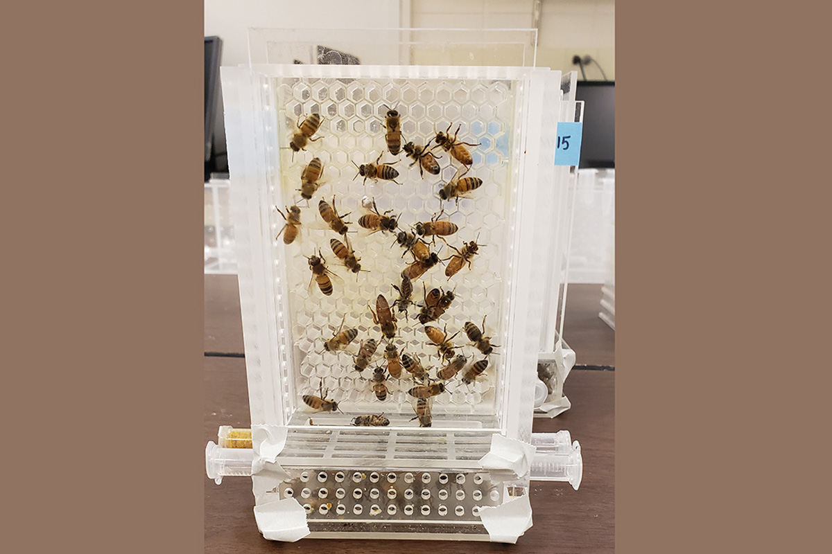Microcolony honey bee box