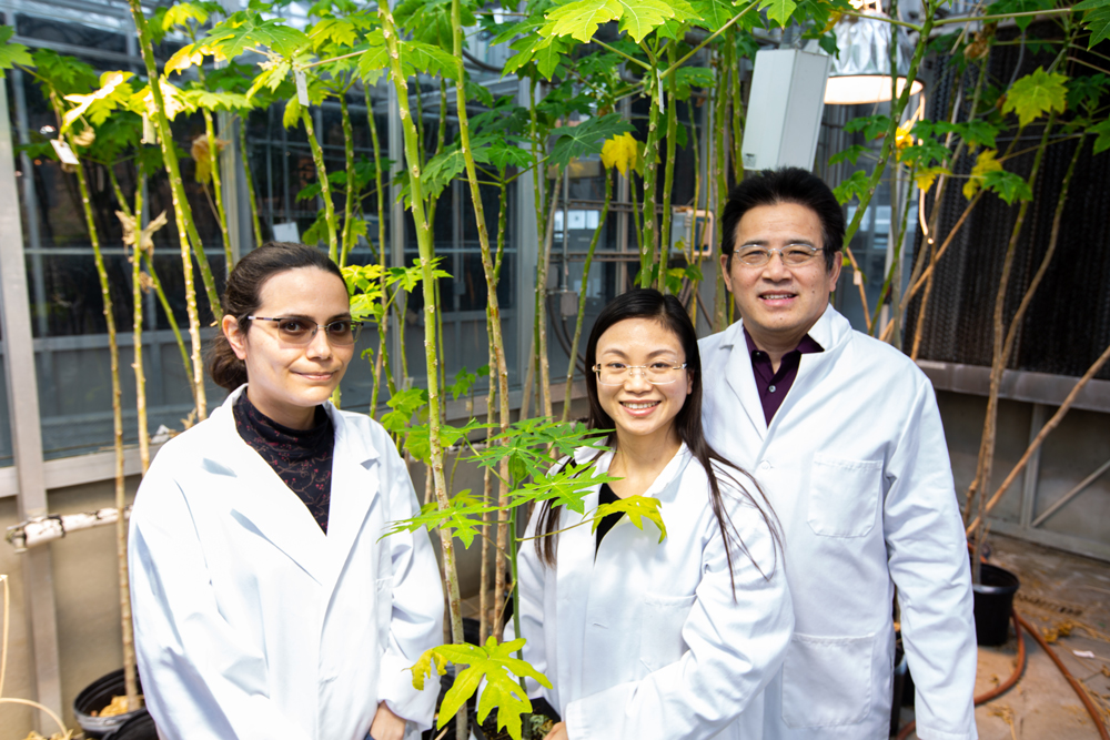 From right to left: Dessireé Zerpa-Catanho, Xiaodan Zhang, and Ray Ming studied the genomes of papayas to better understand their domestication history.