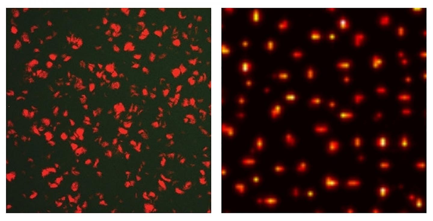 Representative fluorescent image of a stochastic Turing pattern of signalling molecules in a biofilm of forward-engineered E. coli cells. The field of view is about 300 microns across. Right: Computer simulation of a stochastic Turing pattern with parameters corresponding to the experimental conditions. The simulation region is smaller than that of the experiment, but the statistical properties of the patterns are in agreement with those of the experiment.