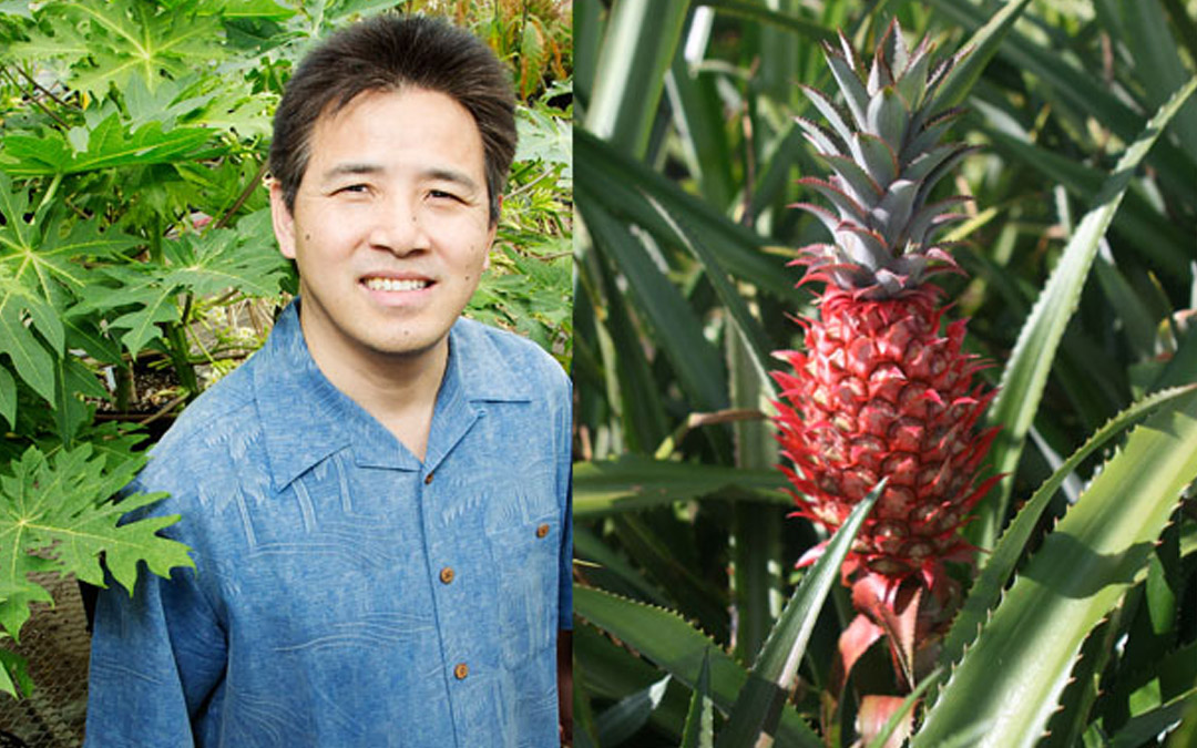 University of Illinois Professor of Plant Biology Ray Ming and the newly sequenced variety of this study, Ananas comosus var. bracteatus.