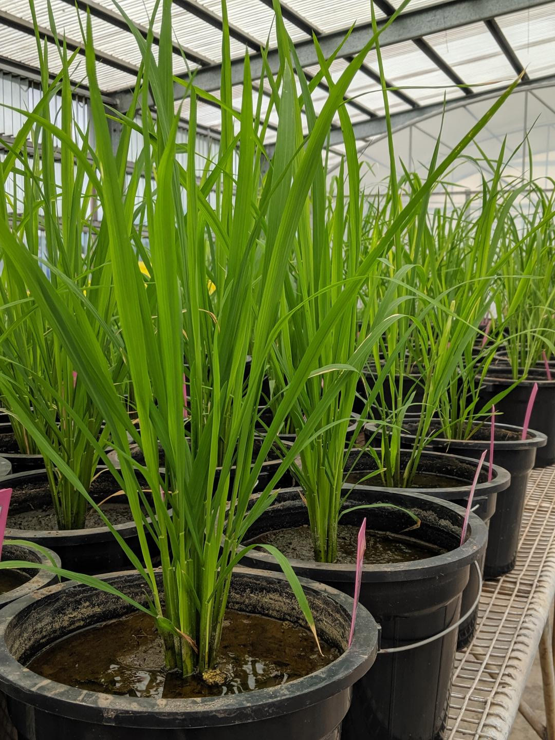 A team from the University of Illinois and the International Rice Research Institute explored flag leaf induction--the process in which photosynthesis "starts up" again after a transition from low to high light--in six varieties of rice.