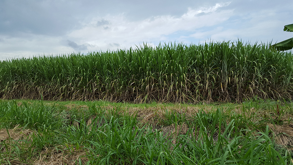 Harvesting sugarcane or Sugarcane field: Modern sugarcane cultivars are polyploid interspecific hybrids, combining high sugar content from S. officinarum with hardiness, disease resistance and ratooning of S. spontaneum.  The sequenced genome is a haploid accession AP85-441 generated by anther culture from octoploid S. spontaneum SES208. 