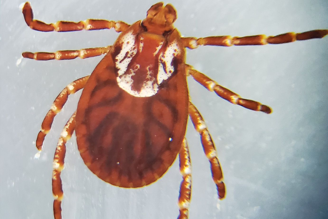 An American Dog Tick, the most commonly found tick in North America and a vector for diseases like Rocky Mountain Spotted Fever and Tularemia. Image owned by the Smith lab.