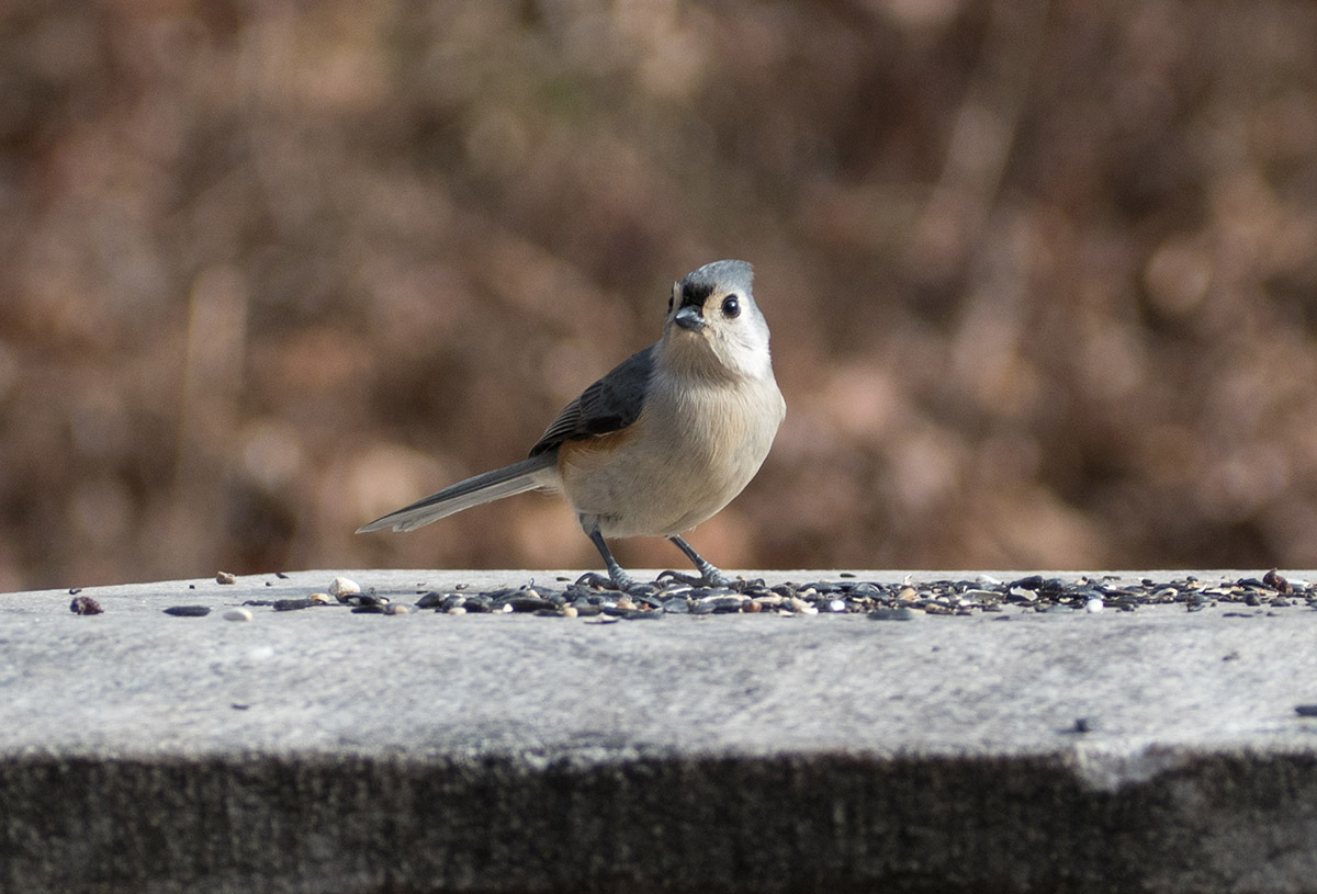 A tufted titmouse observing its surroundings. Titmice are one of North America's most common sentinel species.