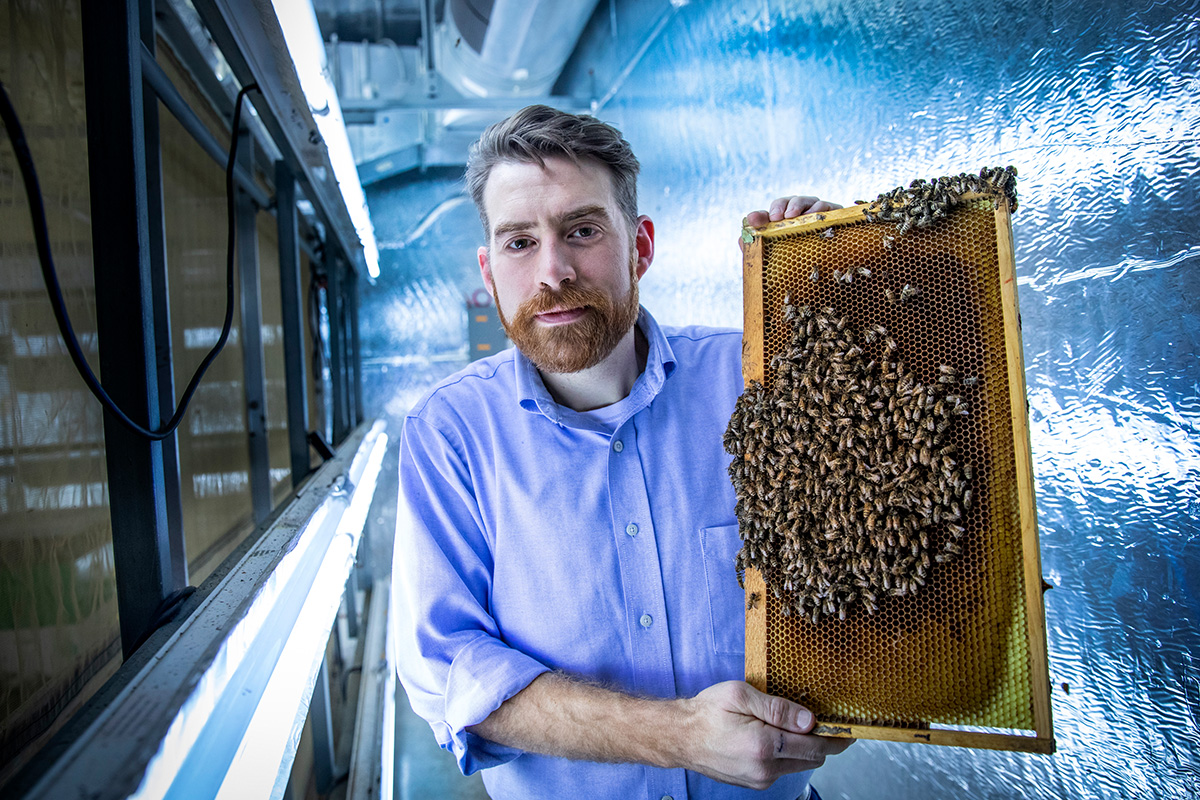  Entomology professor Adam Dolezal and his colleagues found that infection with the Israeli acute paralysis virus increases the likelihood that infected bees are accepted by foreign colonies.