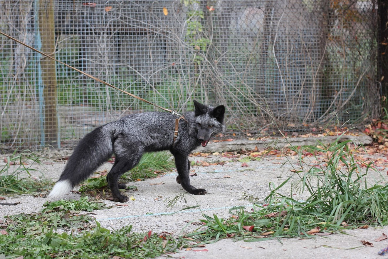 Tame fox at Russian Institute of Cytology and Genetics in Novosibirsk. 