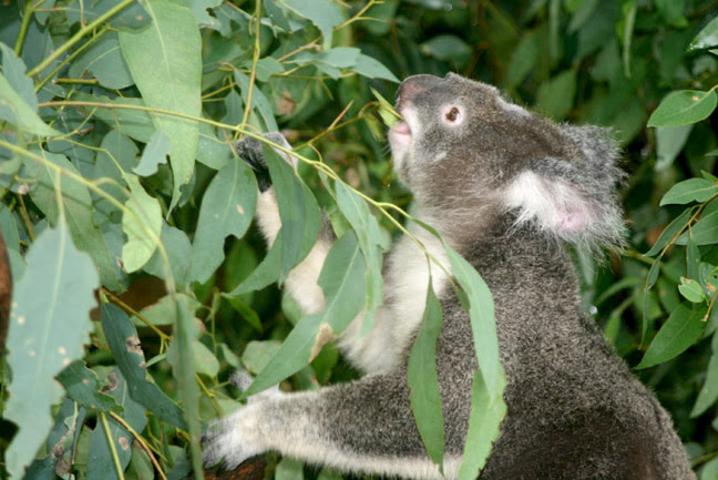 Al Roca and Alex Greenwood along with colleagues found that endogenous retroviruses in koalas are deactivated by ancient, unrelated retrovirus sequences left over in the koala's genetic code.