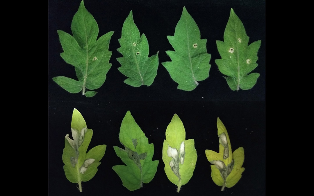 Shown here are two photos sets of tomato plant leaves, the top set of leaves have no pseudomonas infection and the bottom set of leaves have pseudomonas infection.