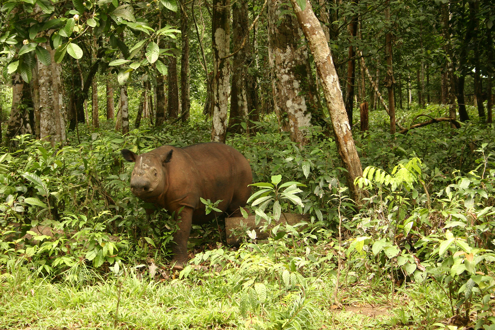 The Sumatran rhino is the smallest of the remaining rhino species, but it is critically endangered—with as few as 100 left in the wild today.