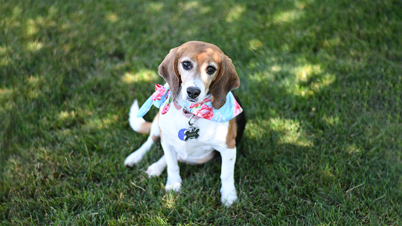 Most studies have looked at the microbiome in dogs in veterinary centers, which lead a very different life from dogs that don’t live as pets.