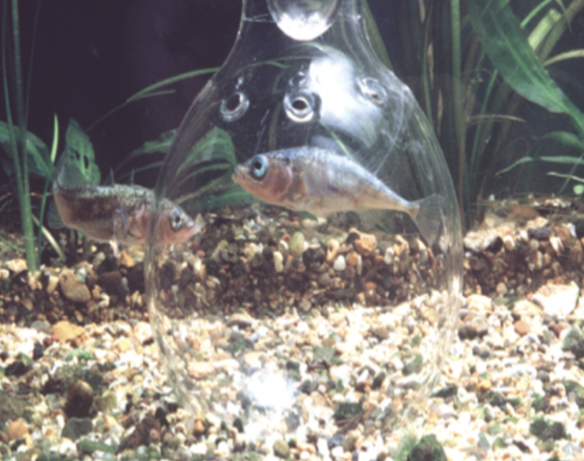 Three-spined stickleback male (left) inspects an intruder introduced to his territory inside a glass flask. 