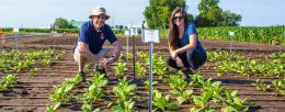 Coralie Salesse-Smith (right) and Steve Long have proven in a model crop that an increase in mesophyll conductance can be engineered, and that it leads to an increase in photosynthesis.