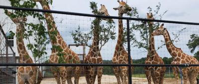 New genomic research shows widespread hybridization among North American giraffes in zoos and private ranches, diminishing their conservation value. Credit: Kari Morfeld.