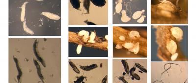 Soybean cyst nematode. Image credit Esmaeil Miraeiz. 