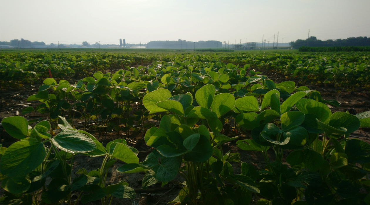 Soybean field trials took place for three years to observe developmental stages of different varieties. / Danny Gotarkar