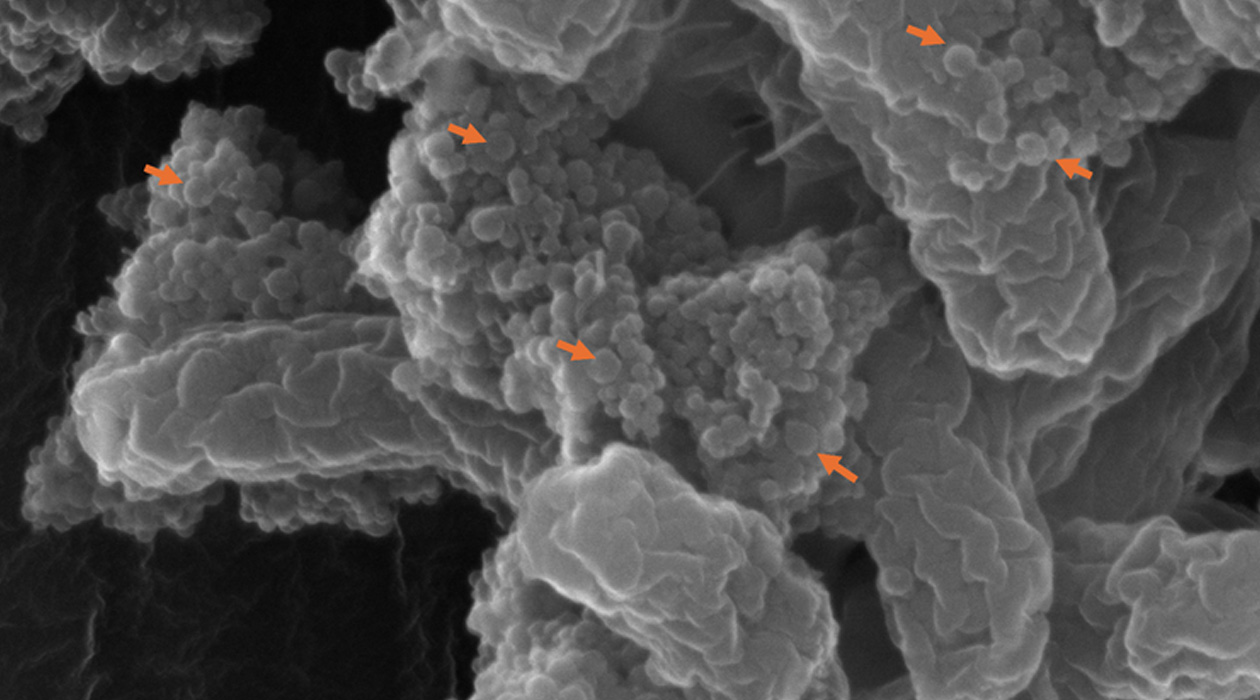 Clusters of nanoplastics (red arrows) bind to E. coli O157:H7.