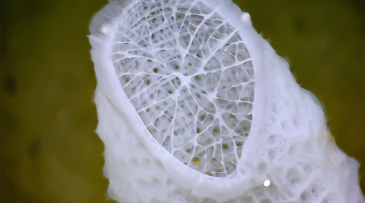 Remarkable materials, such as the rugged yet lightweight skeletons of deep-sea sponges, have inspired engineers to develop highly advanced metamaterials that can adapt to extreme environments. A new study is taking this concept to the next level by bridging the knowledge gap between macro- and nanoscale self-assembling materials to advance technologies in multiple fields, including robotics, mechanical engineering and information technology. Photo courtesy NOAA Okeanos Explorer Program