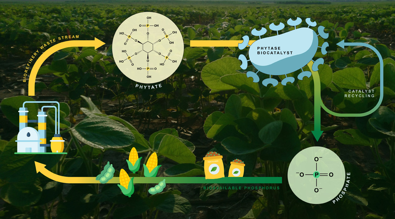 The biocatalyst developed by Wei's laboratory enables the recovery of phosphate, a vital plant nutrient, from biorefinery wastewater. / Katie Brady