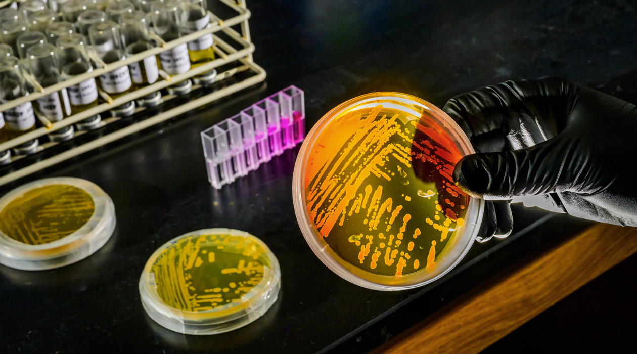 A research group co-led by the University of Illinois Urbana-Champaign predicts that a surprisingly adaptable species of marine archaea will play an important role in reshaping biodiversity in the planet’s oceans as the climate changes. Photo by Fred Zwicky