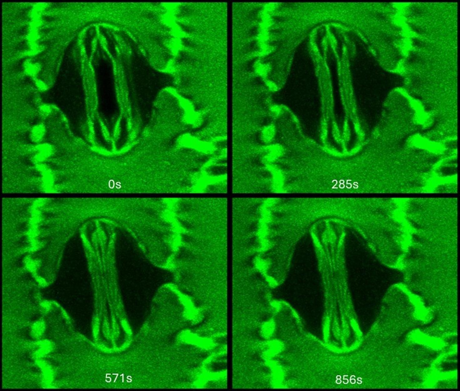 A two-photon confocal microscope image of single corn (Zea mays) stoma captured while the leaf was manipulated inside a gas exchange system with high light and tightly controlled [CO2] and humidity conditions.