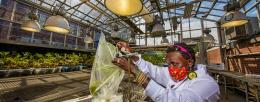 Entomology professor Esther Ngumbi studies how two varieties of tomato plants and tobacco hornworm larvae respond to flooding. The hornworm caterpillars are enclosed in plastic bags affixed to the tomato plants.
