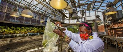 Entomology professor Esther Ngumbi studies how two varieties of tomato plants and tobacco hornworm larvae respond to flooding. The hornworm caterpillars are enclosed in plastic bags affixed to the tomato plants.