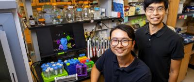 Graduate student Owen Ouyang, left, and professor Nicholas Wu found common features among antibodies that bind to the influenza antigen hemagglutinin, a key target for vaccine development. Photo by Michelle Hassel