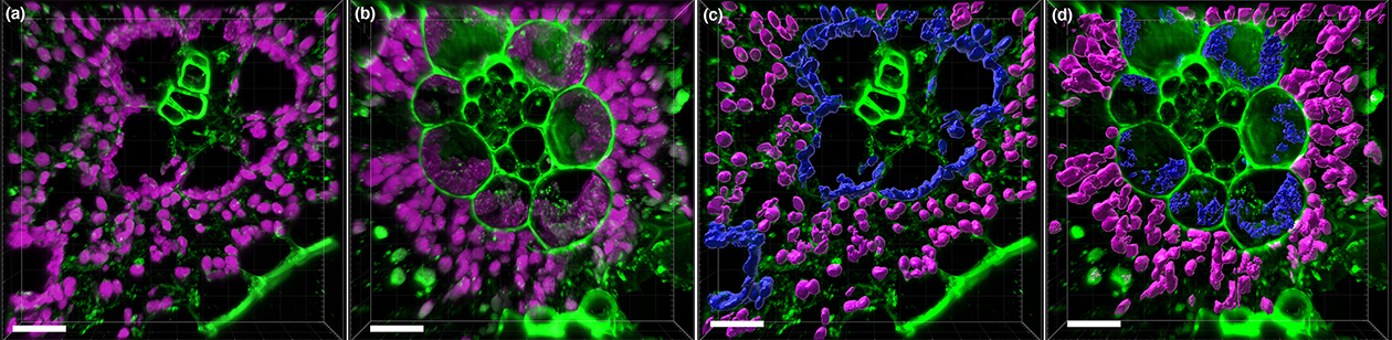Illinois researchers create 3D images of C4 plant cellular components 