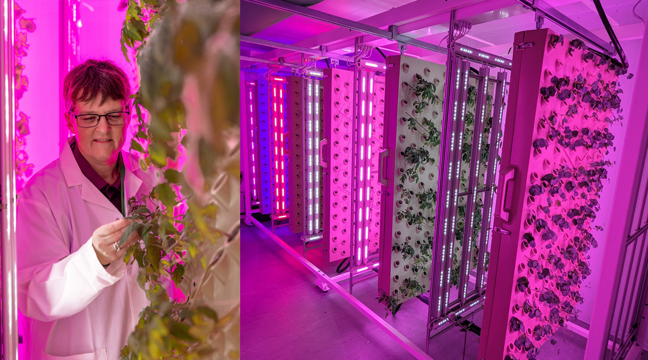 Tracy Lawson in the commercial-standard vertical farm in the University of Essex’s pioneering STEPS lab. / University of Essex