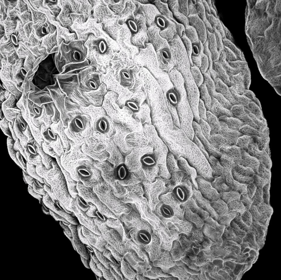 Breathe <br />
Zeiss LSM 710 Confocal Microscope