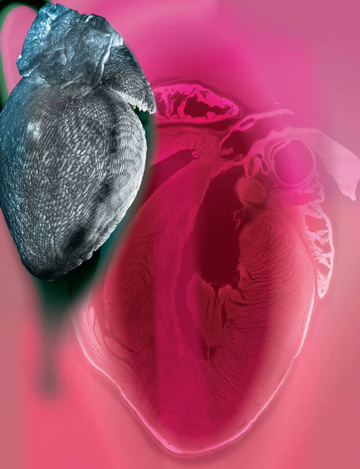 Sakthivel Sadayappan Multiphoton Confocal Microscope Zeiss 710 with Mai Tai eHP Ti:Sapphire Laser