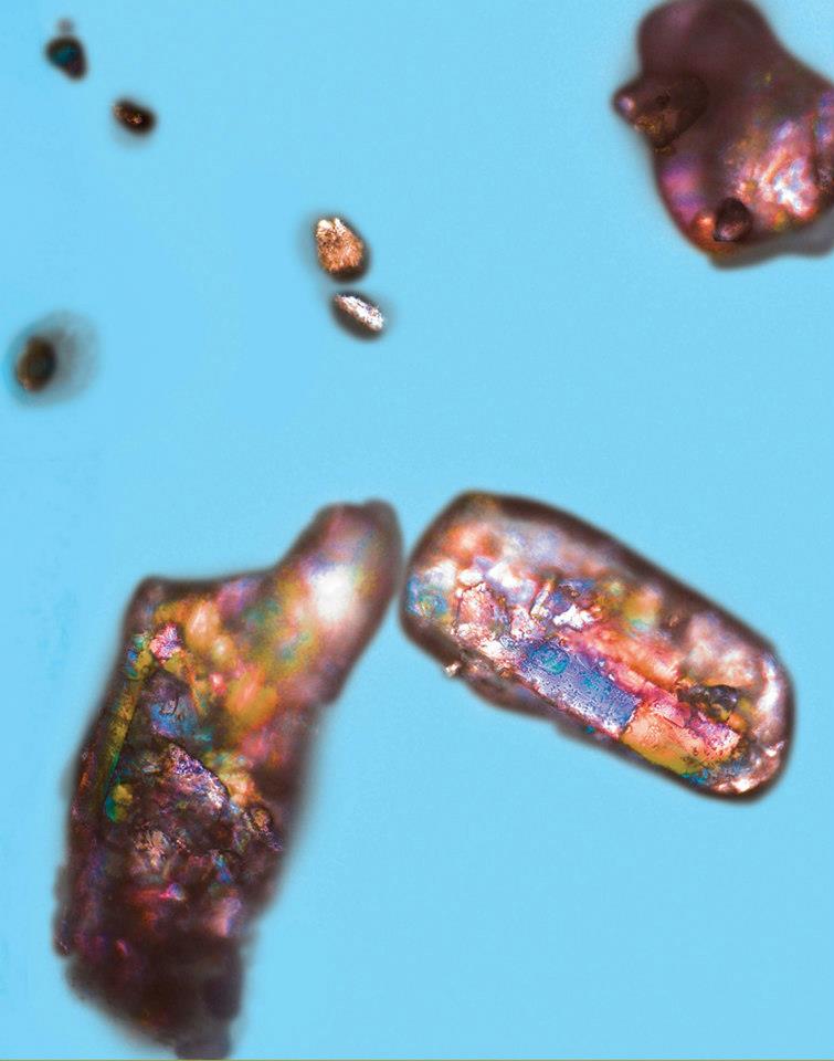 Light of sweetness<br />
Fluorescence Microscope - Zeiss Axiovert 200M with the Apotome