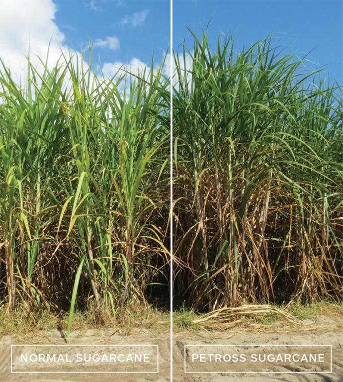 PETROSS sugarcane (right) is 20% more productive than normal sugarcane (left). PETROSS sugarcane is 17% taller with 43% more stems that are 18% thicker.