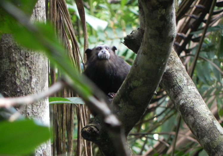 Monkey Droppings Complement Field Observations, Researchers Report Carl R. Woese Institute for