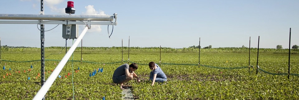 SoyFACE, the Soybean Free Air Concentration Enrichment project, at the University of Illinois