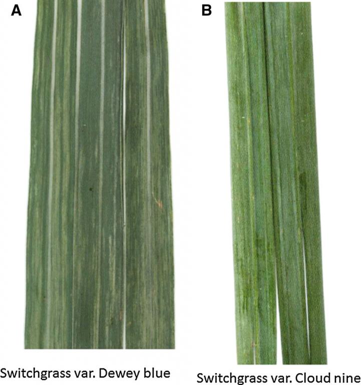 Switchgrass leaf samples from which a new mastrevirus was identified show mosaic symptoms