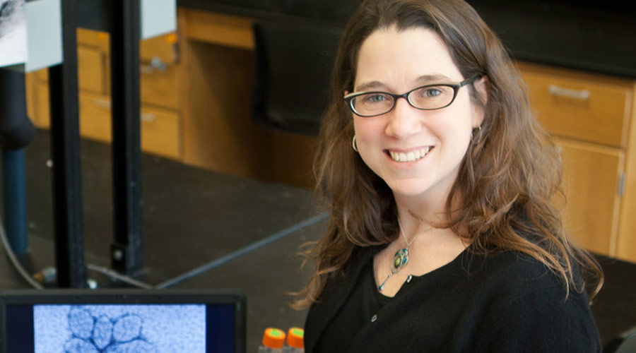 University of Illinois researchers led by Associate Professor of Microbiology Rachel Whitaker found the microbe Sulfolobus islandicus can go dormant, ceasing to grow and reproduce