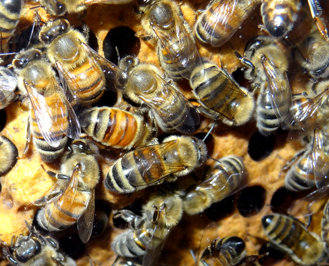What controls bees' responses when under threat? Martin LaBar, CC BY-NC