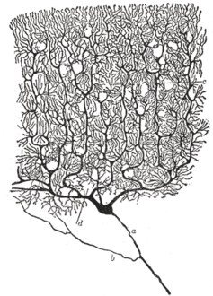 A cat’s neuron stained with Golgi’s technique as drawn by Santiago Ramón y Cajal. Santiago Ramón y Cajal