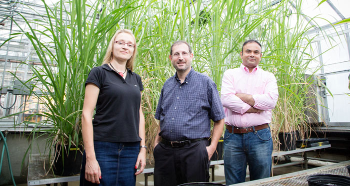 Postdoctoral researcher Katarzyna Glowacka, left, crop sciences professor Erik Sacks, visiting scholar Shailendra Sharma, and their colleagues found that chill-tolerant sugarcane hybrids, called “miscanes,” also photosynthesize at lower temperatures.