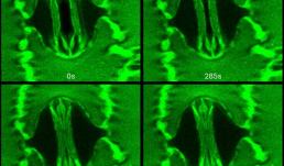 A two-photon confocal microscope image of single corn (Zea mays) stoma captured while the leaf was manipulated inside a gas exchange system with high light and tightly controlled [CO2] and humidity conditions.