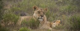Female lions resting