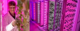 Tracy Lawson in the commercial-standard vertical farm in the University of Essex’s pioneering STEPS lab. / University of Essex