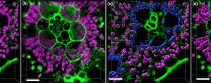 Illinois researchers create 3D images of C4 plant cellular components 
