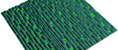 The new "Stomata In-Sight" systems allows for the observation of small pores in plant leaves (stomata, shown here as the light green valves) in real time.