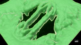 Just like our own bodies need a mechanism to regulate gas and water content in our cells, plant tissue also needs a mechanism for this too. Plant stomata (pictured above) are pores that regulate transpiration of water and gas exchange.